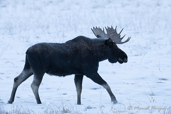 American moose (Alces americanus)  bull, Wyoming, USA