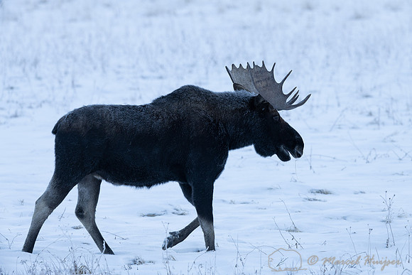 American moose (Alces americanus)  bull, Wyoming, USA