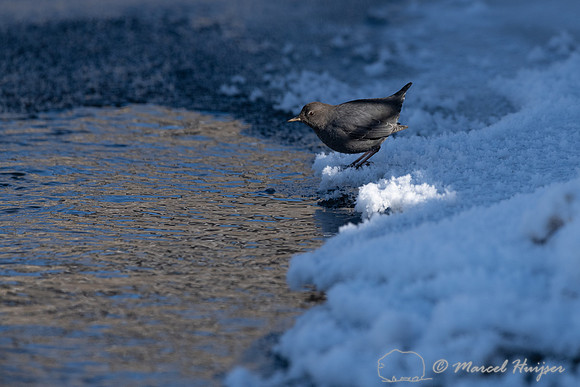 American dipper (Cinclus mexicanus), Wyoming, USA