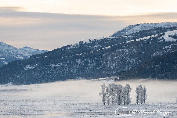 Cottonwoods in the fog, Wyoming, USA