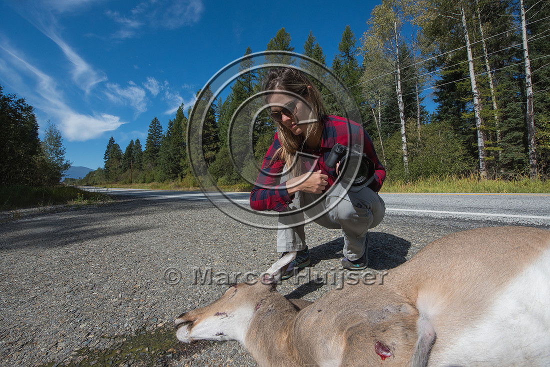 Fernanda Abra photographs a roadkilled white-tailed deer (Odocoi