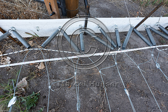 Installing electric fence and gates at a melon field to keep bla