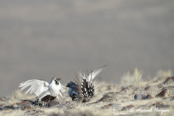 Greater sage-grouse (Centrocercus urophasianus) males fighting, Montana, USA