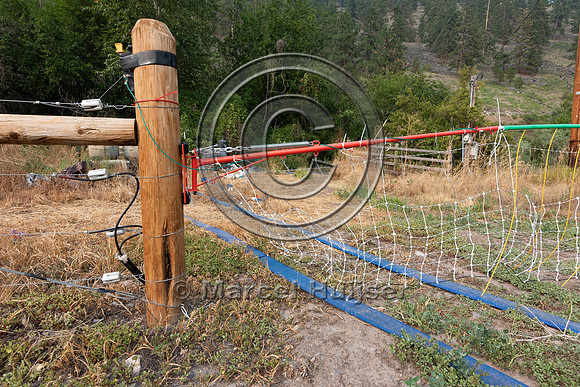 Electrified drive-thru bump gate barrier to keep black bears out