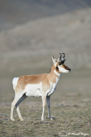 Pronghorn (Antilocapra americana), Montana, USA