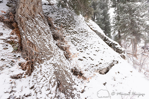 Tree growing out of a rock, Wyoming, USA