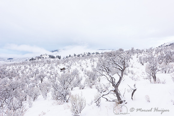Sagebrush in snow, Wyoming, USA