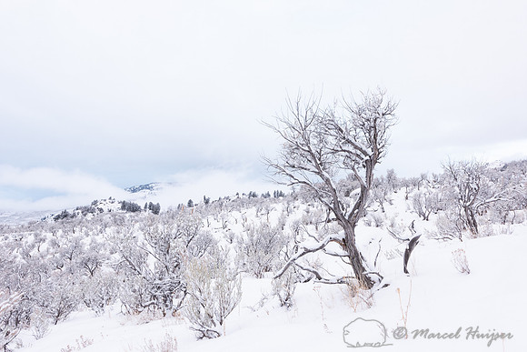 Sagebrush in snow, Wyoming, USA