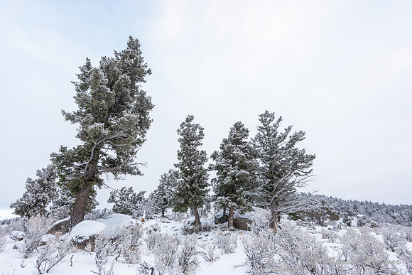 Trees in snow, Wyoming, USA