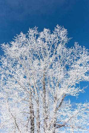Tree covered in frozen fog, Wyoming, USA