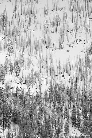 Burned trees in snow, Wyoming, USA