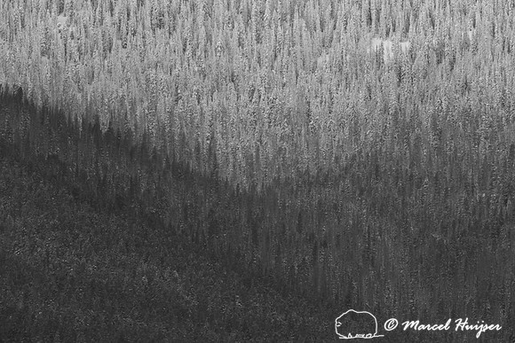 Snow covered trees on mountain, Wyoming, USA