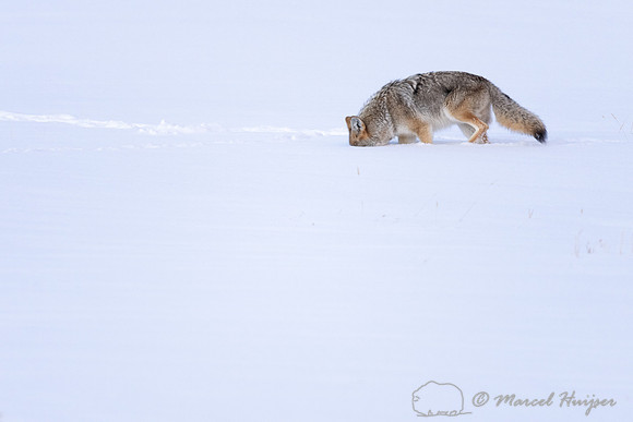 Coyote (Canis latrans) in snow field, Wyoming, USA