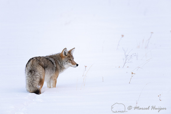 Coyote (Canis latrans) in snow field, Wyoming, USA