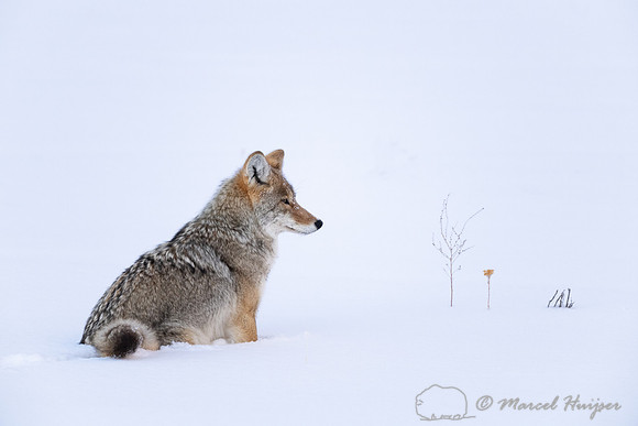 Coyote (Canis latrans) in snow field, Wyoming, USA