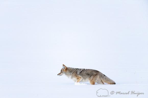 Coyote (Canis latrans) in snow field, Wyoming, USA