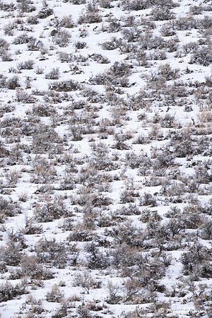 Sage brush on snow covered hill, Wyoming, USA