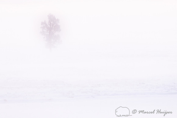 Morning fog and cottonwood trees, Wyoming, USA