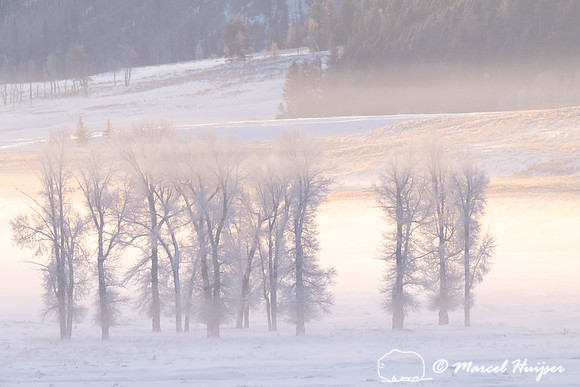 Morning fog and cottonwood trees, Wyoming, USA