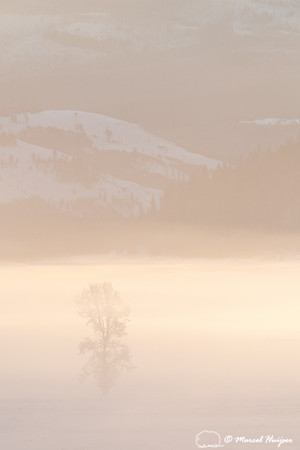 Morning fog and cottonwood trees, Wyoming, USA