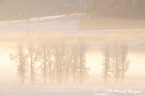 Morning fog and cottonwood trees, Wyoming, USA