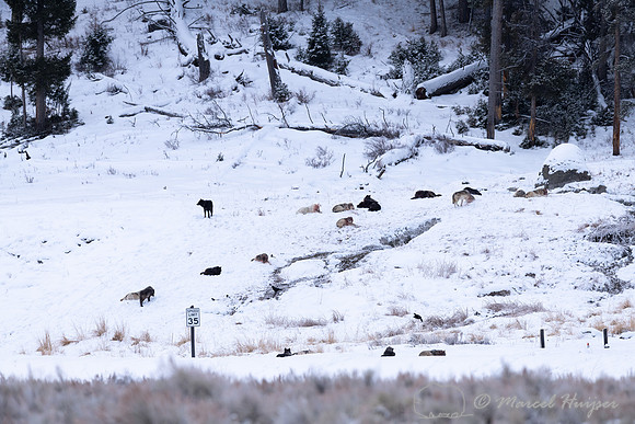 Wolves, Wapiti Pack resting after killing and eating an elk, Yel
