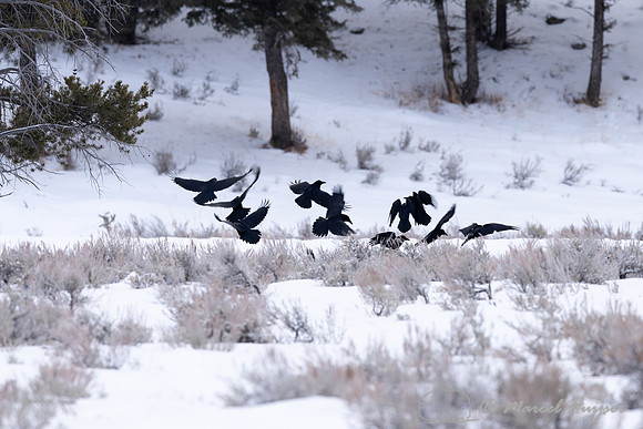 Ravens at an elk kill made by wolves, Wapiti Pack, Yellowstone N