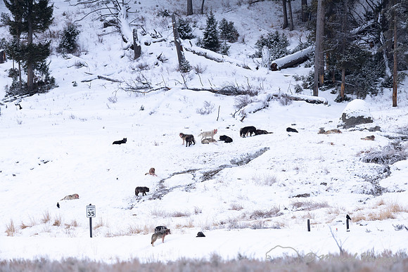 Wolves, Wapiti Pack resting after killing and eating an elk, Yel
