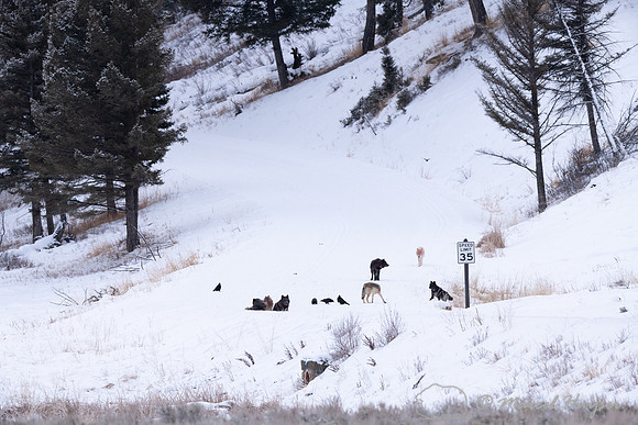 Wolves, Wapiti Pack resting after killing and eating an elk, Yel