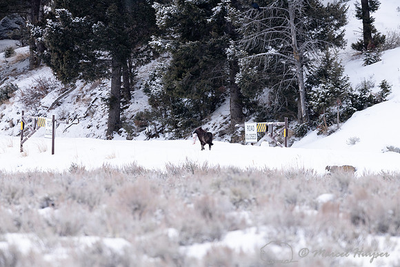 Wolves, Wapiti Pack resting after killing and eating an elk, Yel