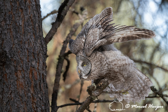 Great gray owl (Strix nebulosa) ruffles its feathers, Montana
