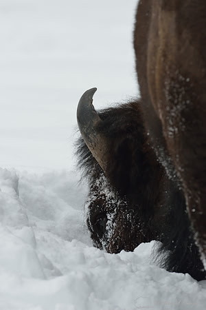 Bison (Bison bison) moving head side to side to move snow to access vegetation under the snow, Wyoming, USA