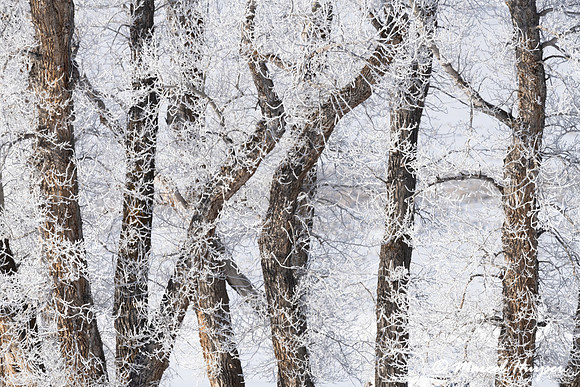 Ice fog on cottonwoods, Wyoming