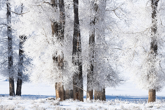Ice fog on cottonwoods, Wyoming