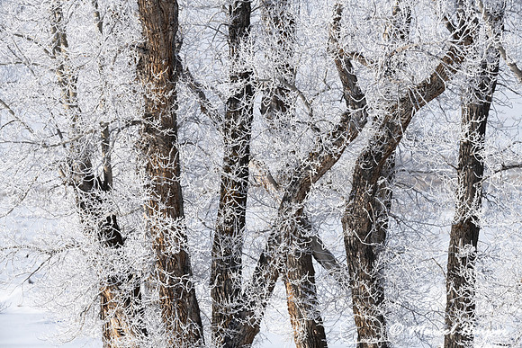 Ice fog on cottonwoods, Wyoming