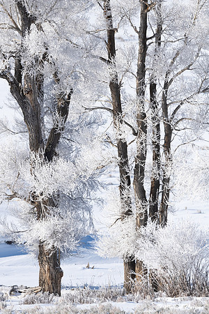 Ice fog on cottonwoods, Wyoming