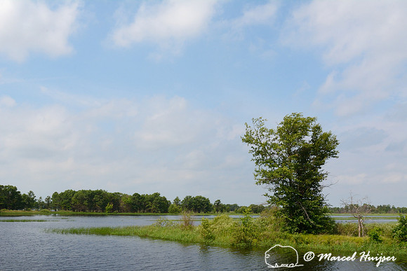Goose Pond, Necedah National Wildlife Refuge, Wisconsin, USA