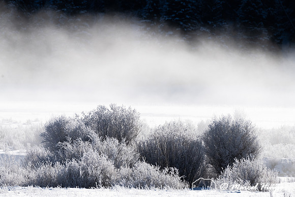 Willow shrubs in ice fog, Wyoming