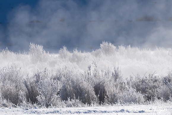 Willow shrubs in ice fog, Wyoming