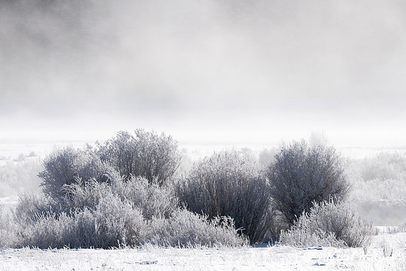 Willow shrubs in ice fog, Wyoming