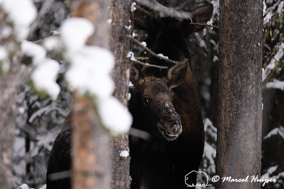 Moose (Alces americanus), Montana
