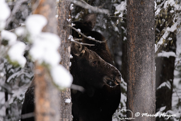 Moose (Alces americanus), Montana