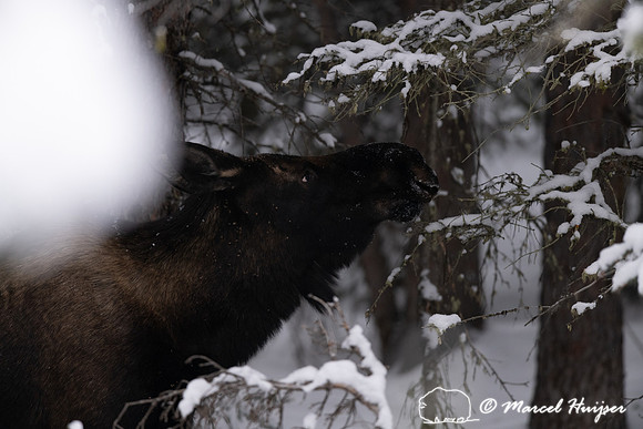 Moose (Alces americanus), Montana
