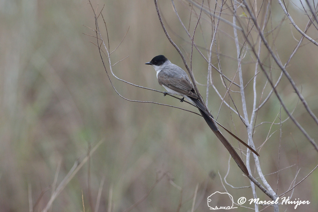Fork-tailed flycatcher (Tyrannus savana), Parque Nacional da Serra da Canastra, Minas Gerais, Brazil