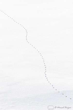 Coyote (Canis latrans) tracks, in the snow, Wyoming
