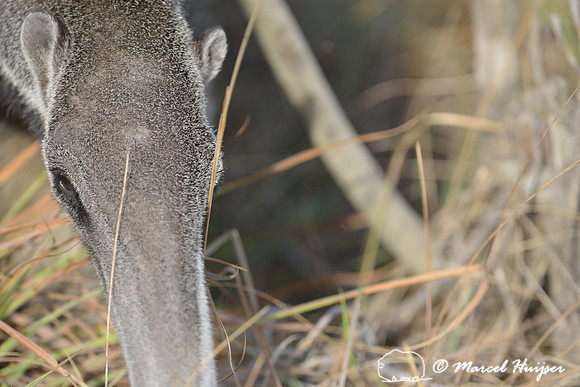 Giant anteater (Myrmecophaga tridactyla), Parque Nacional da Serra da Canastra, Minas Gerais, Brazil