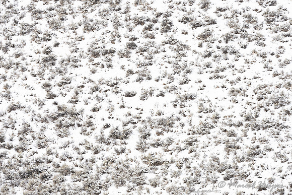 Sagebrush in snow, Wyoming