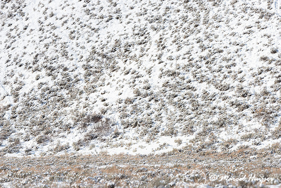 Sagebrush in snow, Wyoming