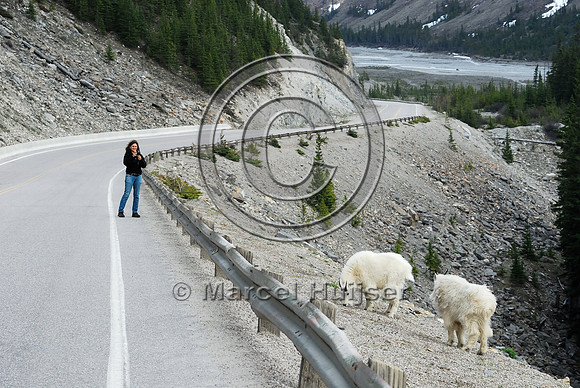 Mountain goats (Oreamnos americanus) foraging in right-of-way along road, AB
