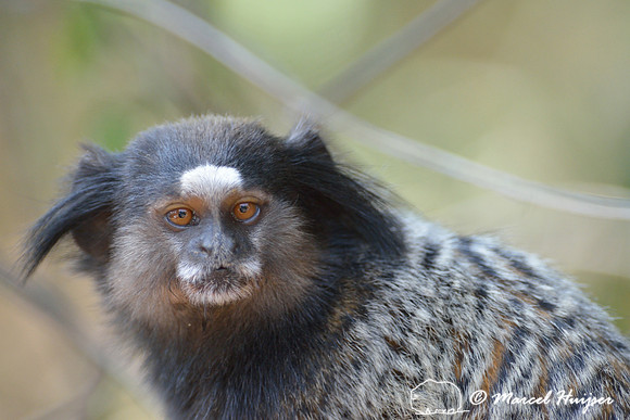 Black-pencilled marmoset (Callithrix penicillata), ESALQ campus, Piracicaba, São Paulo, Brazil